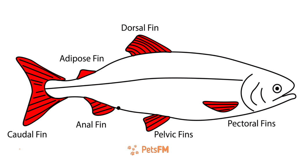 Fish Fin Labeled