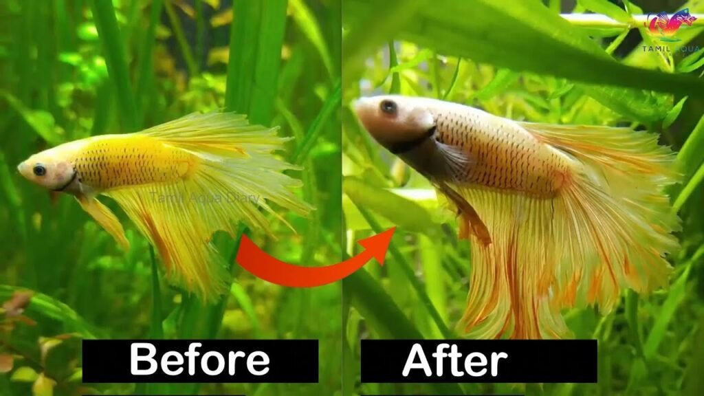 Fin Regrowth in Fish