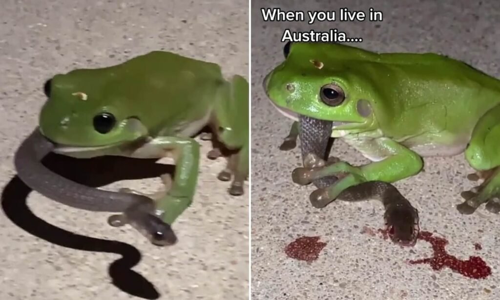 Frog Eating a Snake