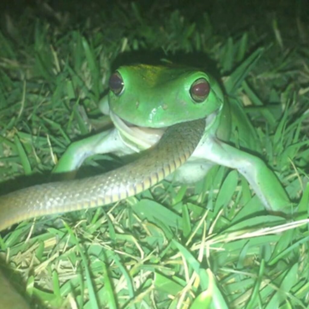 Green Frog eating a Snake