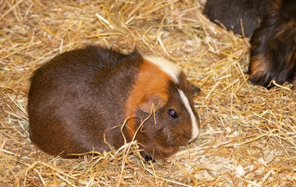 Guinea Pig Hay