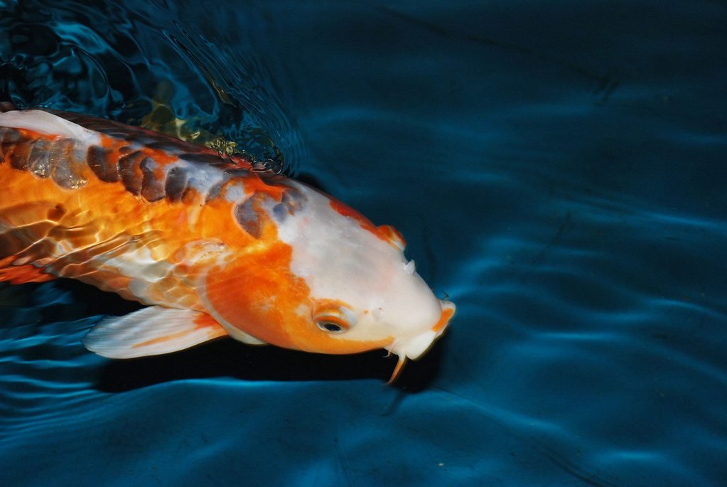 Koi Fish Closeup Shot