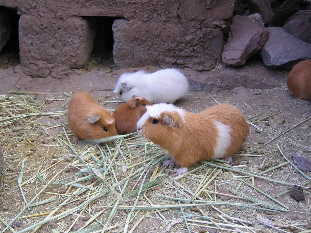 Multiple Guinea Pigs