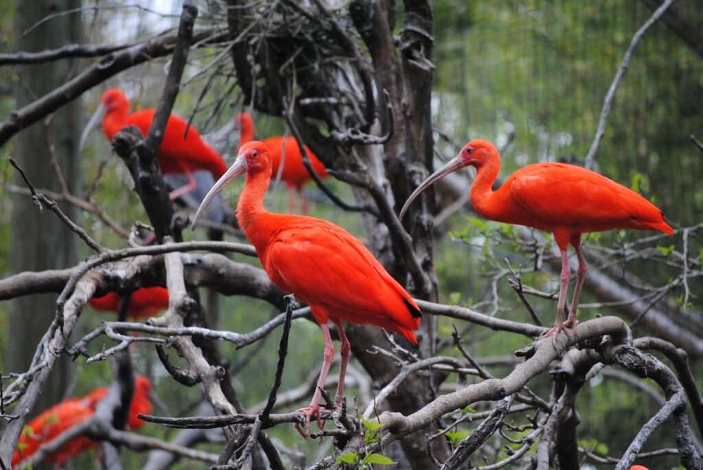 Orange Birds in Nature
