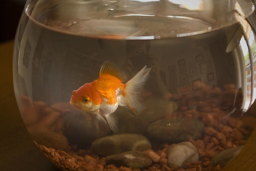 Orange Fish in Bowl