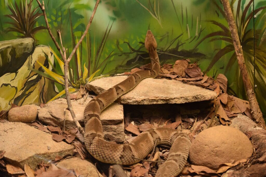 Snake in Enclosure