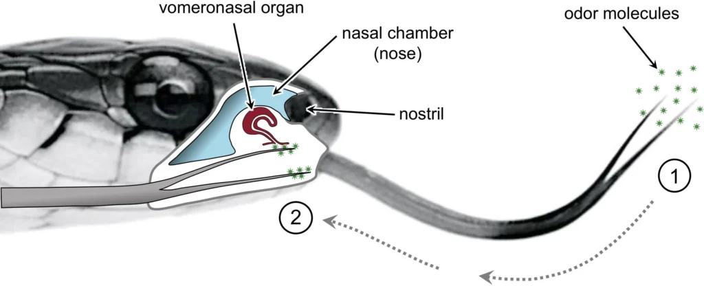 Snake Tongue Anatomy