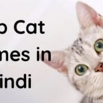 150+ Cat Names in Hindi Along With Their Meanings