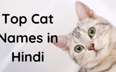 150+ Hindi Cat Names (+ Their Meanings)