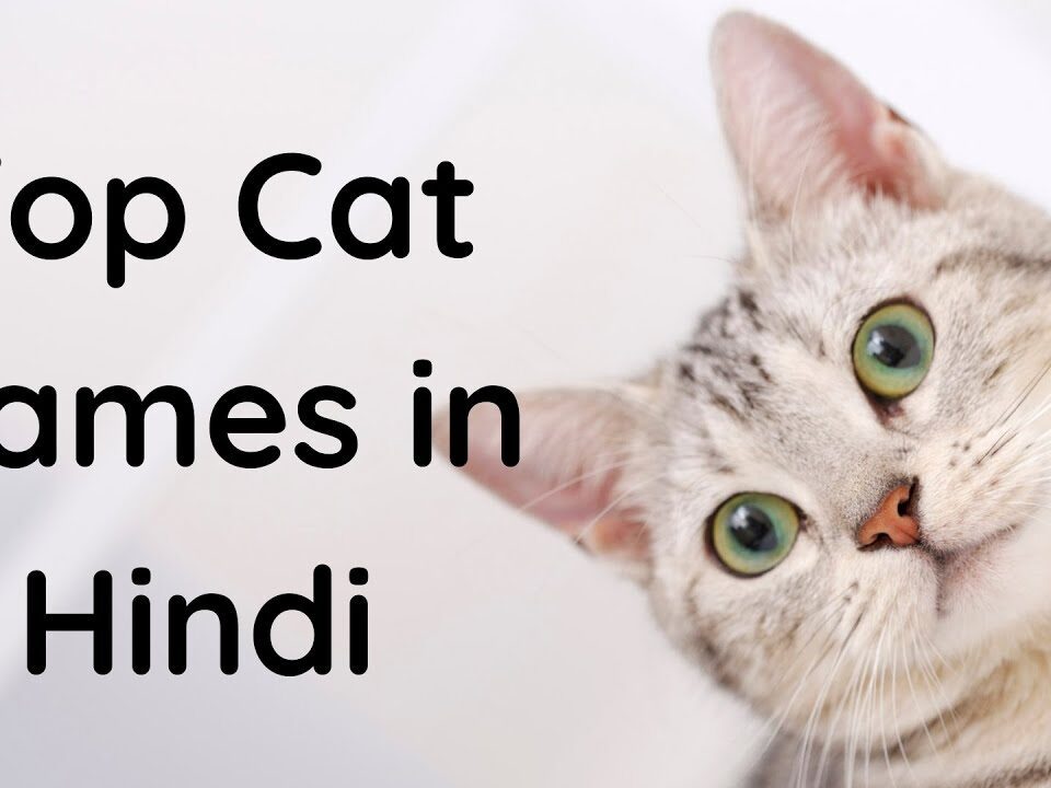 150+ Cat Names in Hindi Along With Their Meanings