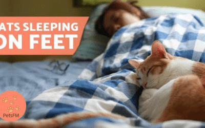 10+ cute reasons why your cat sleeps at your feet