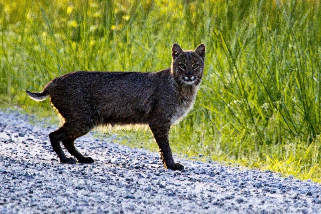 Wild Bobcat: Creator: U.S. Fish and Wildlife Service Southeast Region 