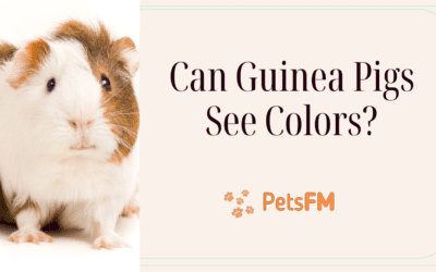 Can Guinea Pigs See Color and What Colors Can They See?