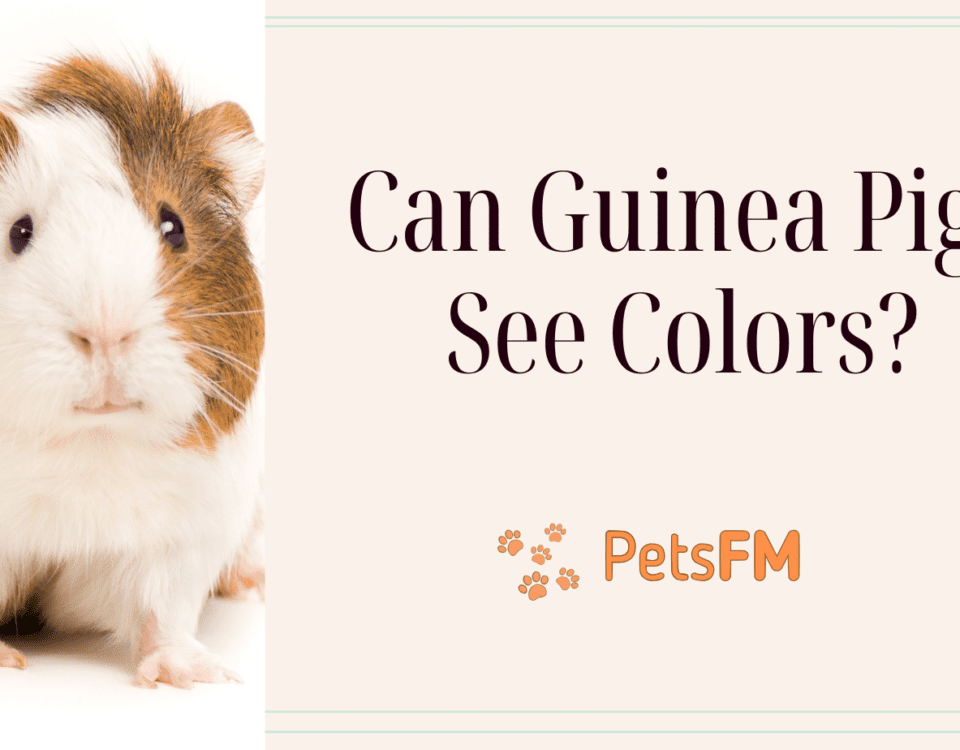 Can guinea pigs see color?