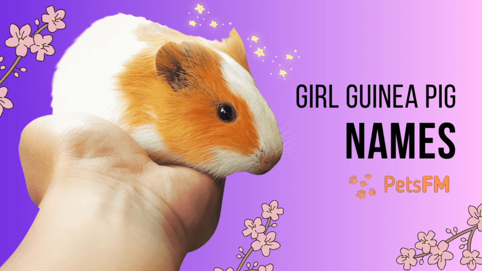 Girl Guinea Pig Names (Cute, Cuddly, Exotic, Unique, etc.)