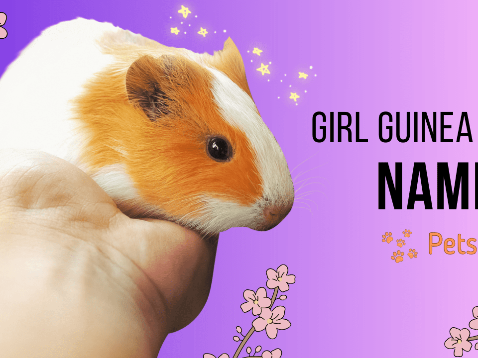 Girl Guinea Pig Names (Cute, Cuddly, Exotic, Unique, etc.)